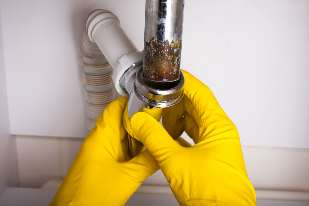 tree roots in pipes / drain clog