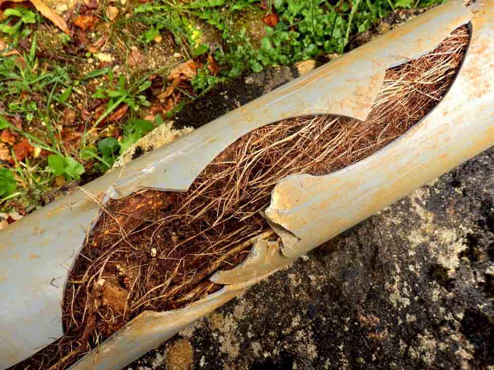 tree roots in pipe