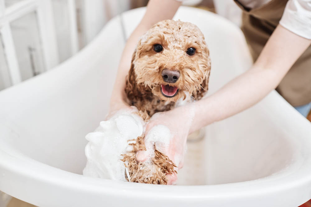 small dog bathing in bathtub